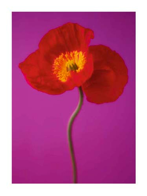 Red Poppy Poster