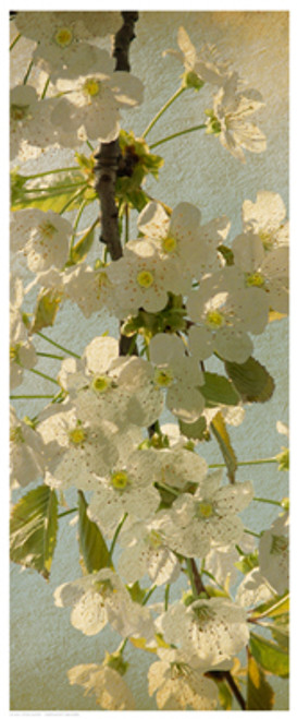 Spring Bloom Poster