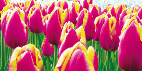 Tulips1 Poster