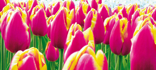 Tulips3 Poster