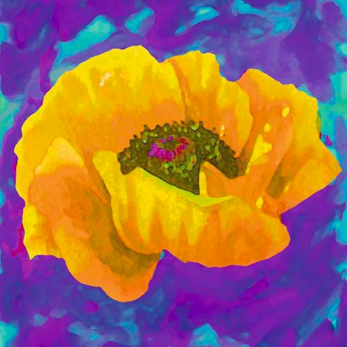 Yellow Poppy Poster