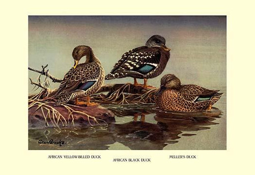 African and Meller's Ducks