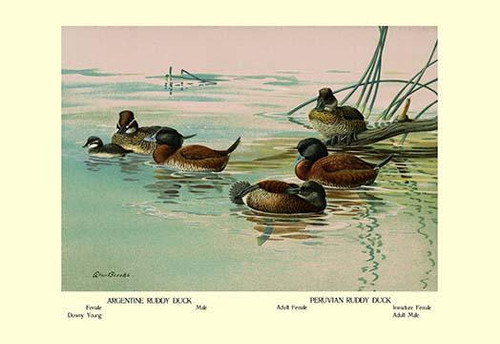 Argentine and Peruvian Ruddy Ducks