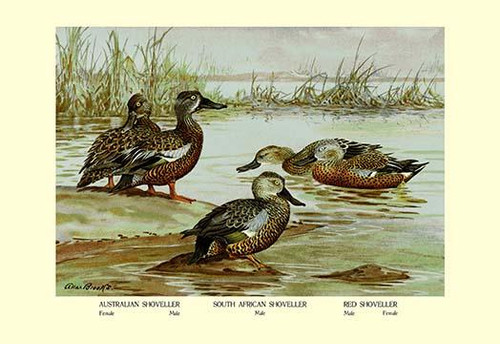 Three Types of Shoveller Ducks