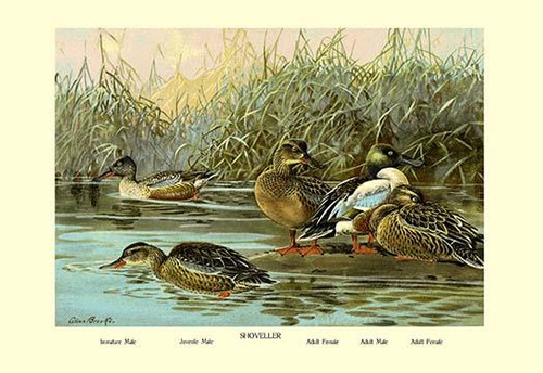 Shoveller Family of Ducks