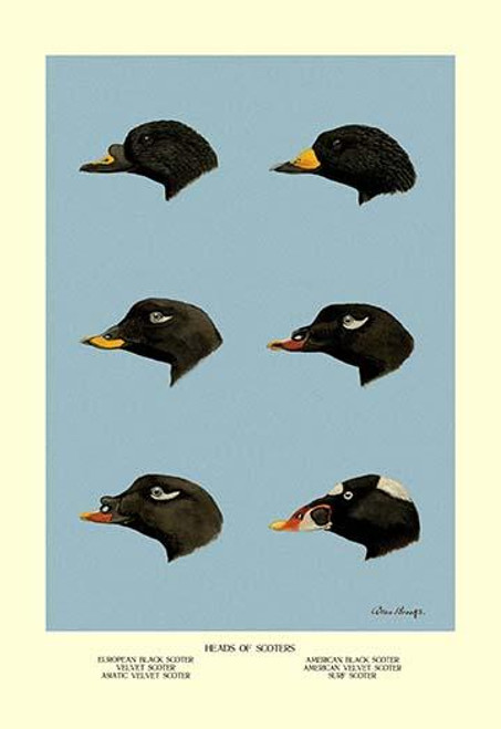 Heads of Scoters