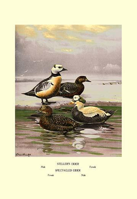 Stellars and Spectacled Eiders