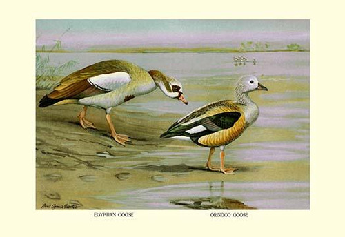 Egyptian and Orinoco Goose