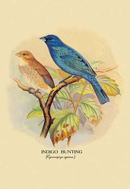 Indigo Bunting