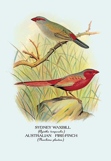 Sydney Waxbill; Australian Fire-Finch