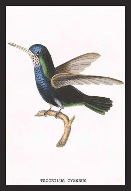 Hummingbird: Troceilus Cyaneus