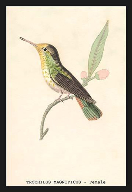 Hummingbird: Trochilus Magnificus - Female