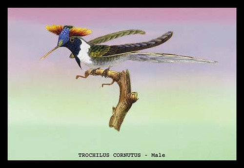 Hummingbird: Trochilus Cornutus - Male