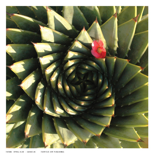 Spiral Aloe Poster1