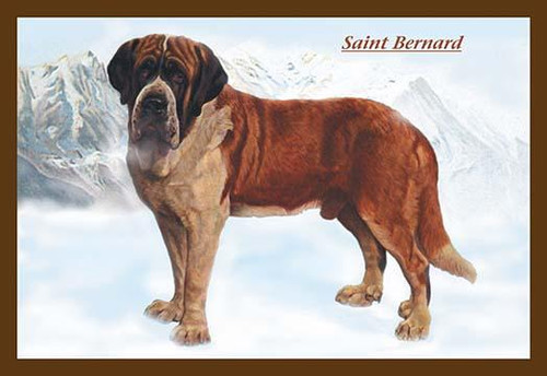 Smooth Coated Saint Bernard