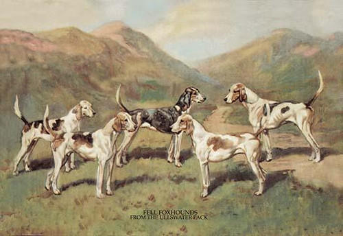 Fell Foxhounds