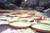 5 Foot Lily Pads