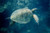 Green Turtle