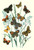 Butterflies: E. Hyperanthus, N. Lucina, et al.