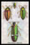 Beetles: Buprestis Chrysis B. Sternicornis, et al. #1