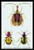 Beetles: Calosoma Sycophanta, Elaphrus Raperius et al. #1