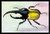 Horned Beetle #1