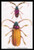Beetles: Prianus Corticinus and Lanhonocerus Harbicarnis #1