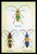 Beetles: Lamia Ornata, L. Formosa and Desmocerus Cyaneus #1