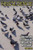 Pigeons
