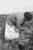 Mexican migrant woman harvesting tomatoes