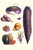 Vegetables; melon, potato, carrot, purple, raddish,