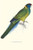 Bauer's Parakeet - Bauer Barnardius Donzarius