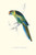 Barnard's Parakeet - Barnardius Zonarius Barnardi