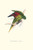 Lesser Maton's Parakeet -Trichoglossus Haematodus