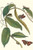 Flat-leaved Vanila Plant with a Gulf Fritillary