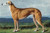 Greyhound