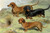 Dachshunds