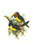 Lettered aracari