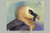 Bearded Vulture