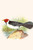 Yellow Billed Cardinal, Brown Throated or Lesser Cardinal