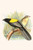 Yellow Backed Whydah