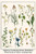 Ragwort, Everlasting Flower, Buckthorn, Wood-Sorrel & Venus's Looking Glass