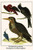 Ultramarine grosbeak, Woodpecker & Hummingbird