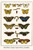Butterflies, Calypso Carpet whites, caterpillar