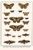 Peacock, Emperor Moths, Large Emperor, Spurge Hawkmoth, Privet Hawkmoth