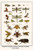 Dragonflies, Grasshopper, Crustacean, Hawk Moths, Stag Beetles, Hercules Beetles,