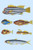 Rarest Curiosities of the Fish of the Indies  (Plate 37)