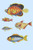 Rarest Curiosities of the Fish of the Indies  (Plate 44)
