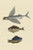 Flying Fish - Rudder Fish - Perch