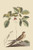 Whipoorwill